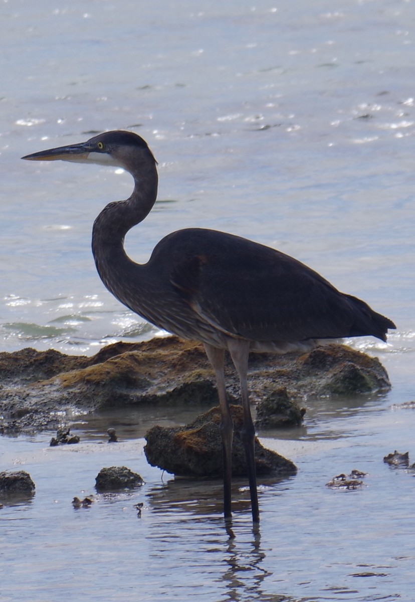 אנפה אמריקנית - ML644788347