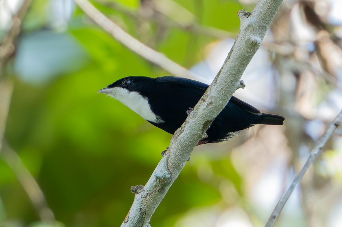 Манакін-бородань бразильський - ML644788350