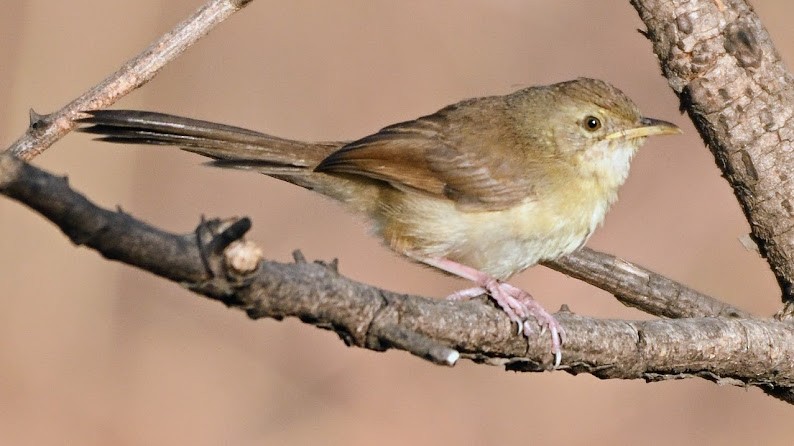 Plain Prinia - ML644788352