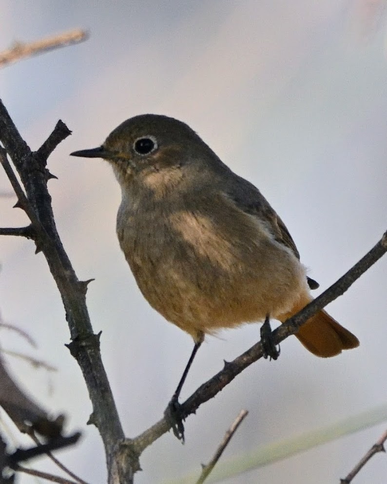 Black Redstart - ML644788357