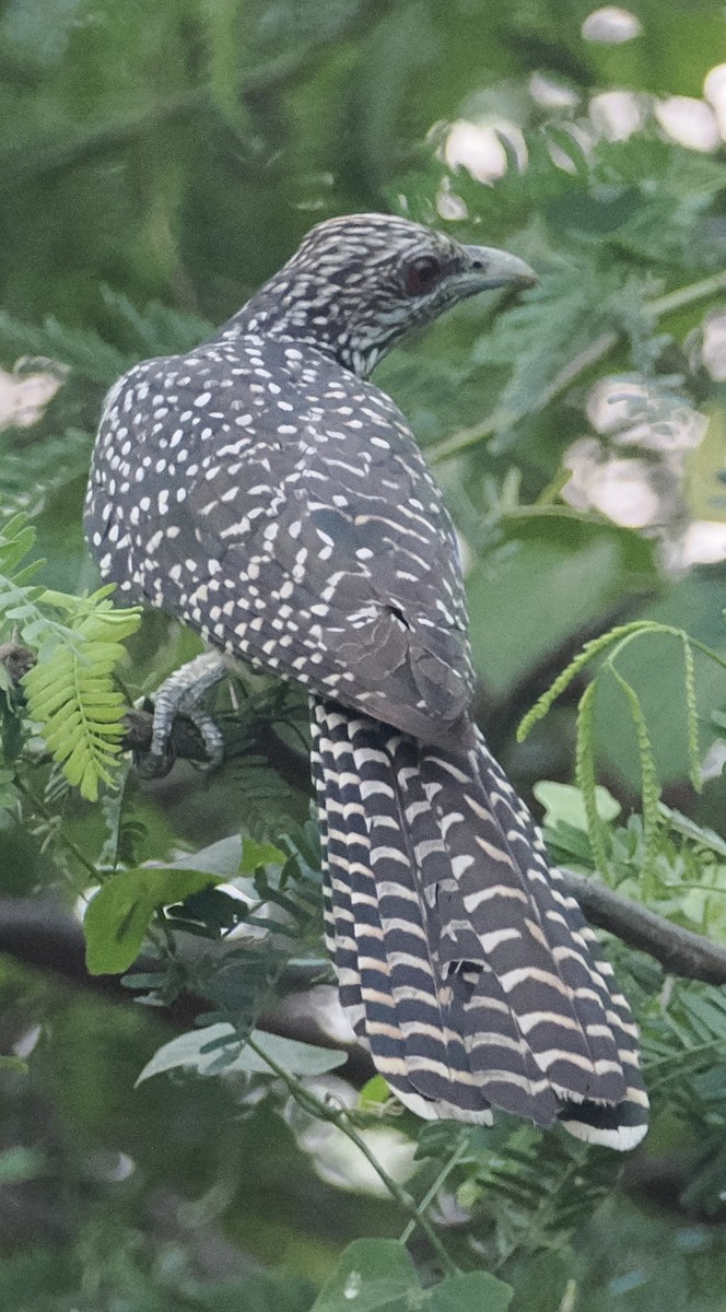 Asian Koel - ML644788358
