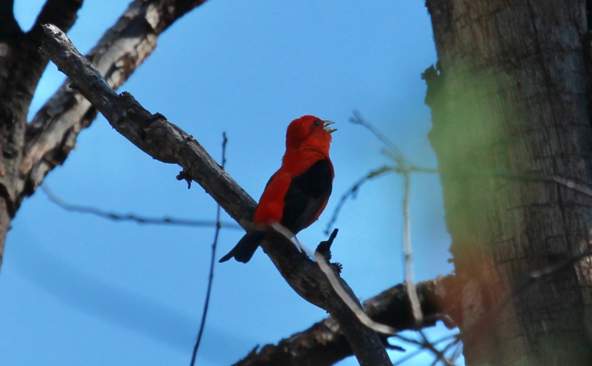 Scarlet Tanager - ML644788359
