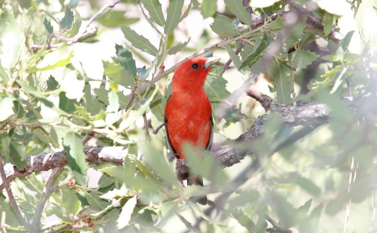 Scarlet Tanager - ML644788360