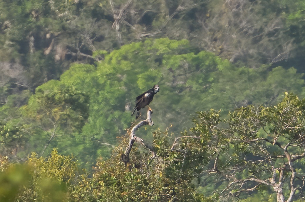 Crested Eagle - ML644788362