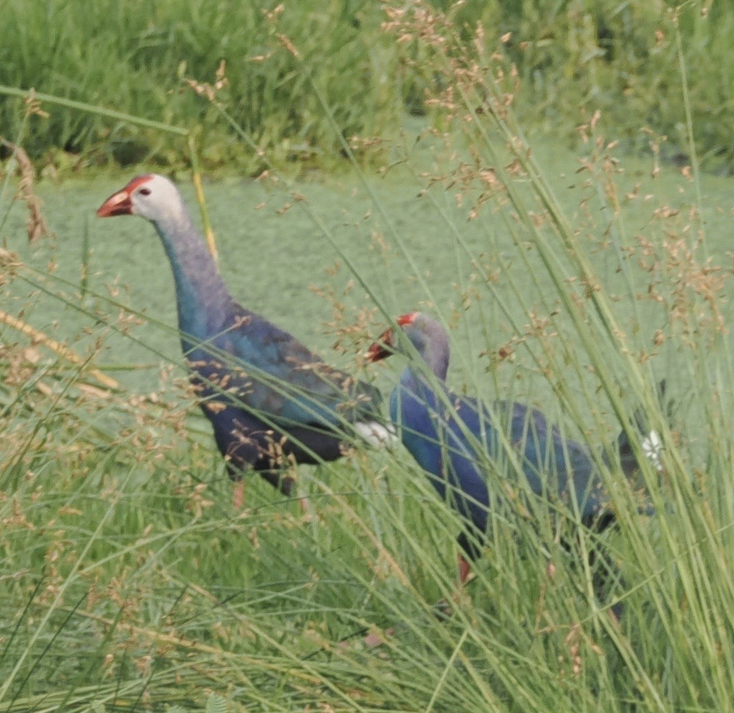 Gray-headed Swamphen - ML644788363