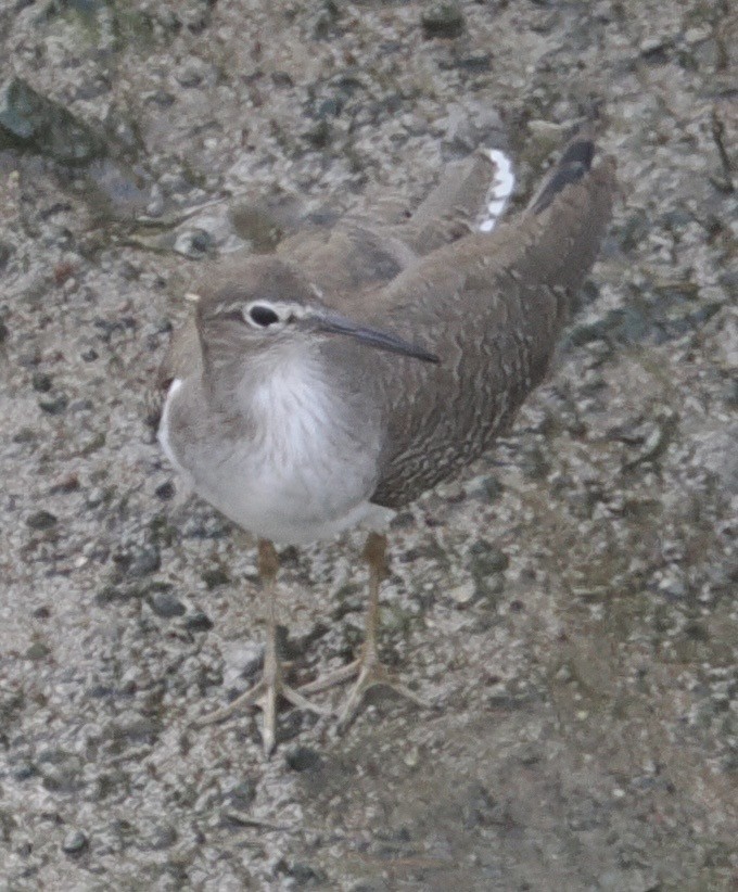 Common Sandpiper - ML644788374