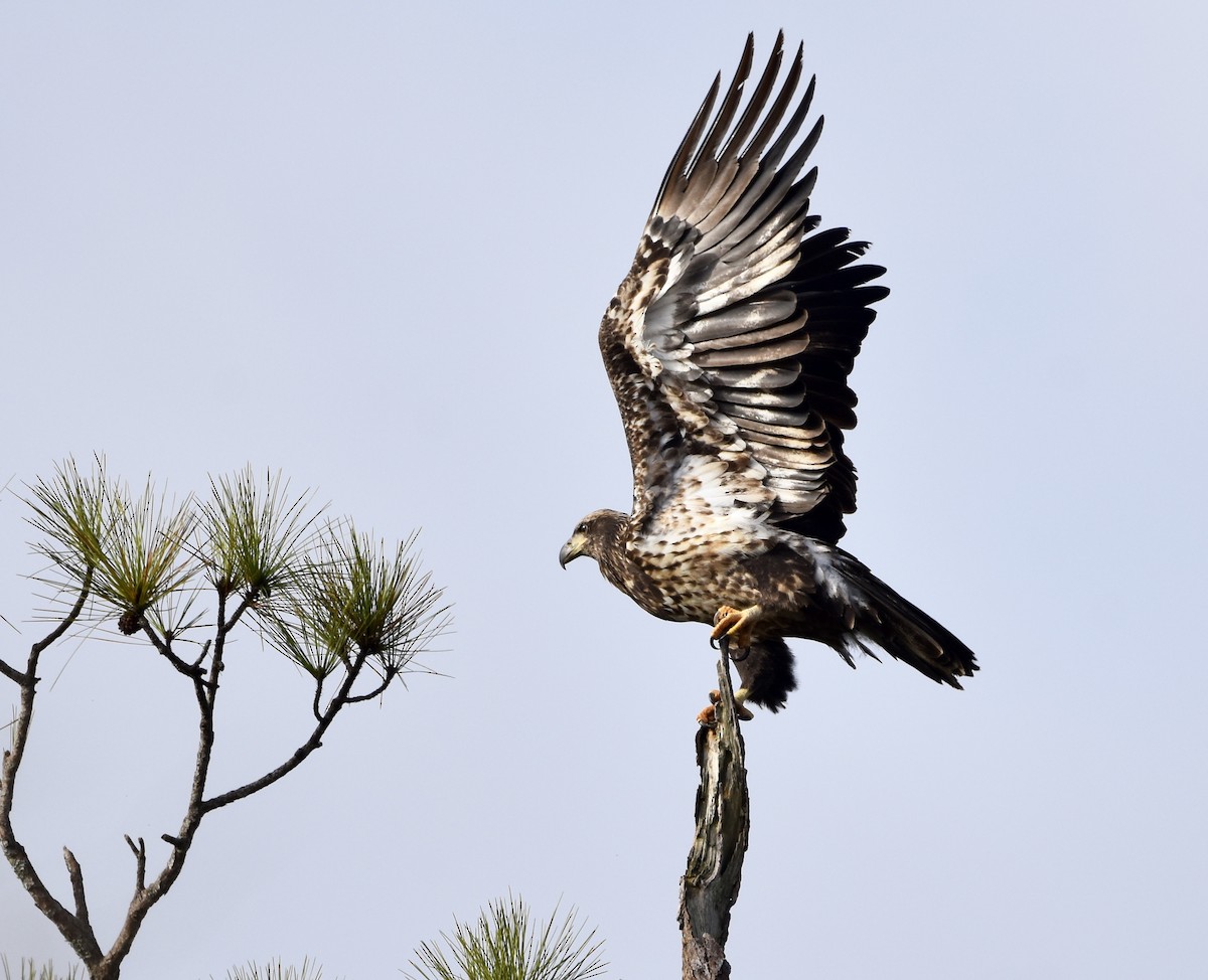 Itsas arrano buruzuria - ML644788375