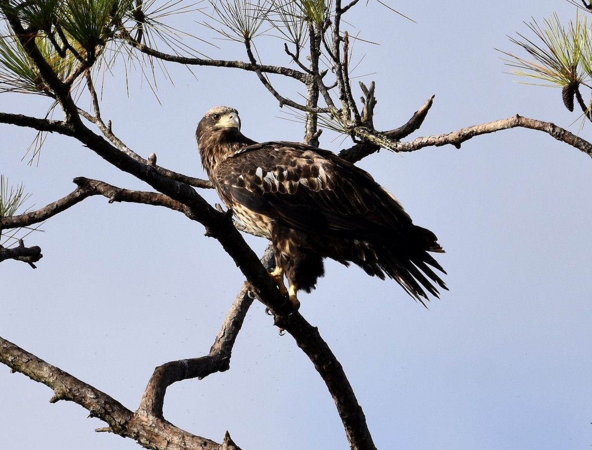 Itsas arrano buruzuria - ML644788377