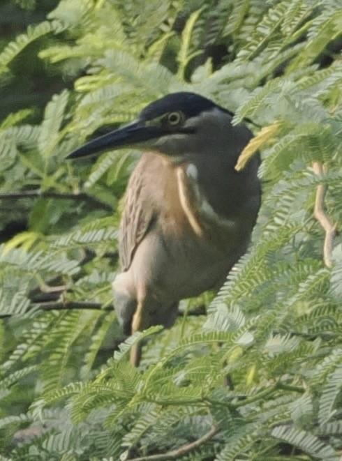 Black-crowned Night Heron - ML644788378