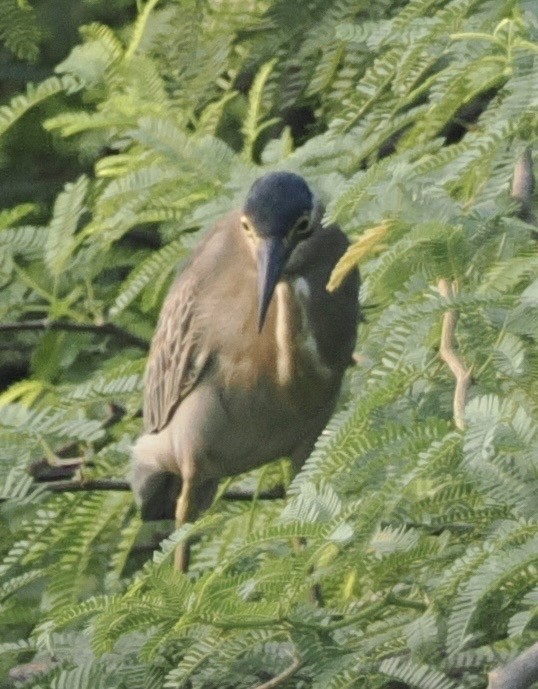 Black-crowned Night Heron - ML644788379