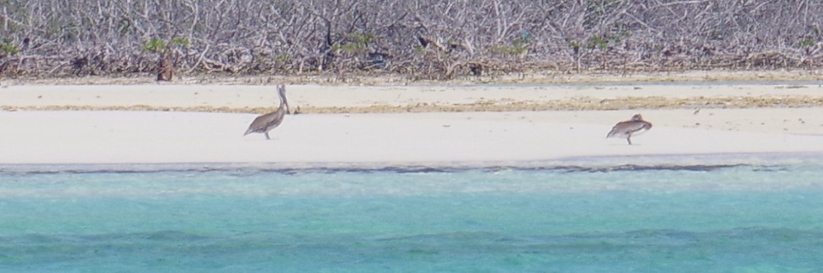 שקנאי חום - ML644788381