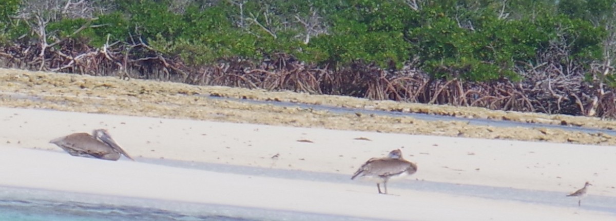 שקנאי חום - ML644788382