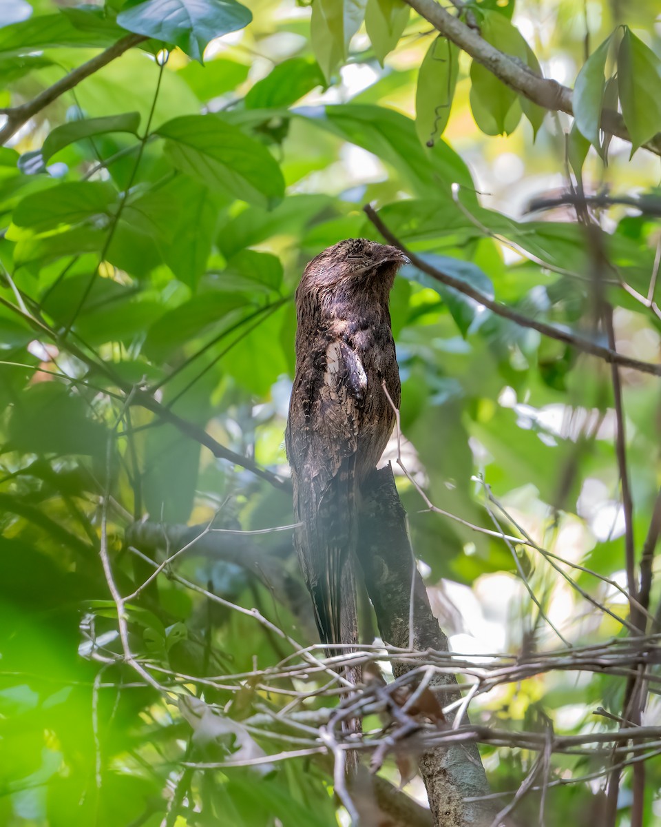 Длиннохвостый уратао - ML644788383