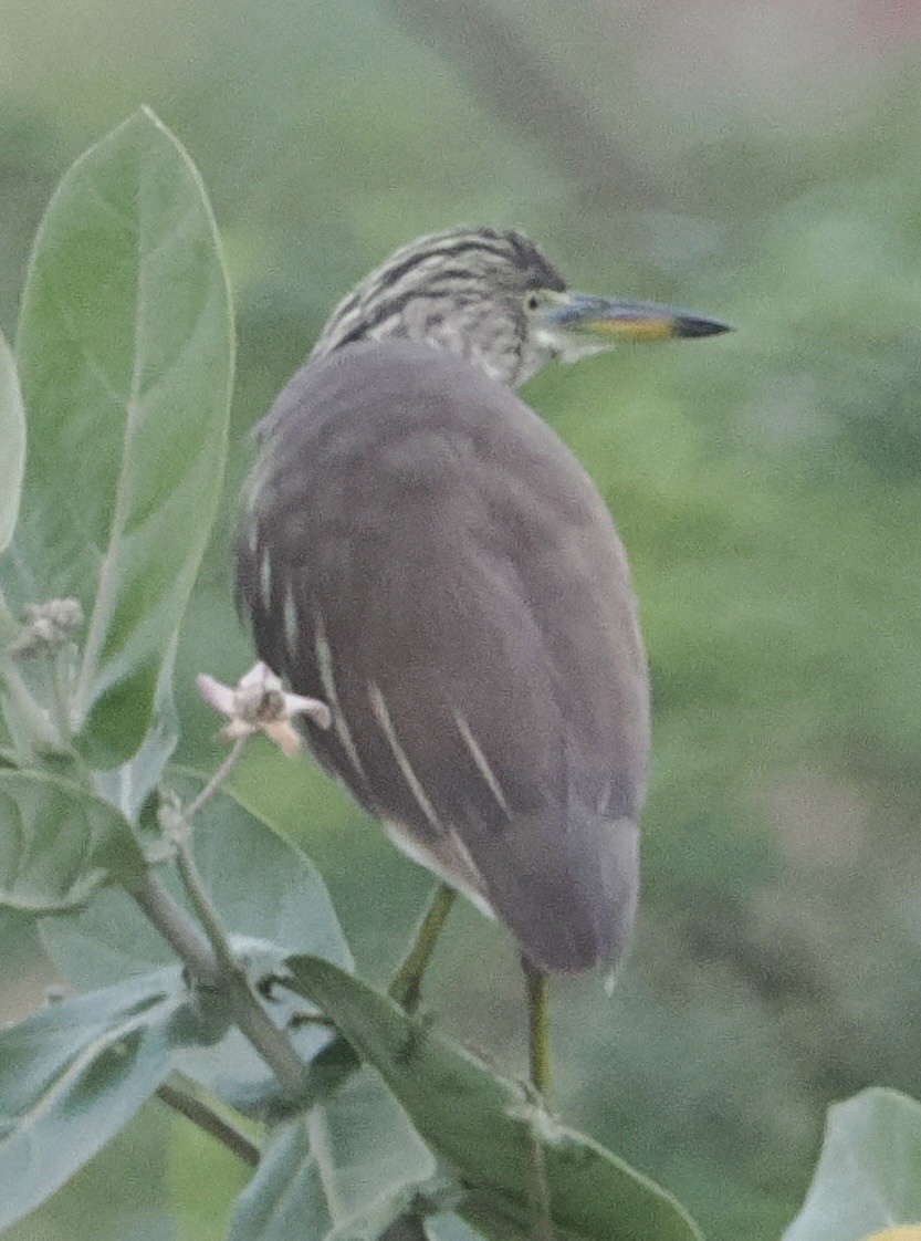 Индийская прудовая цапля - ML644788389