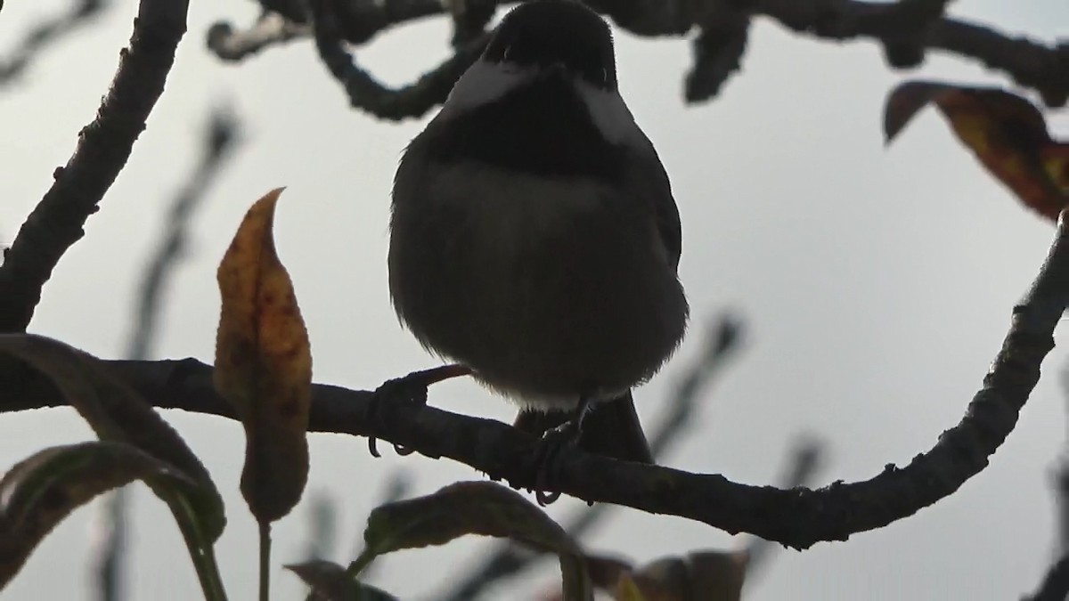 kastanjemeis - ML644788390