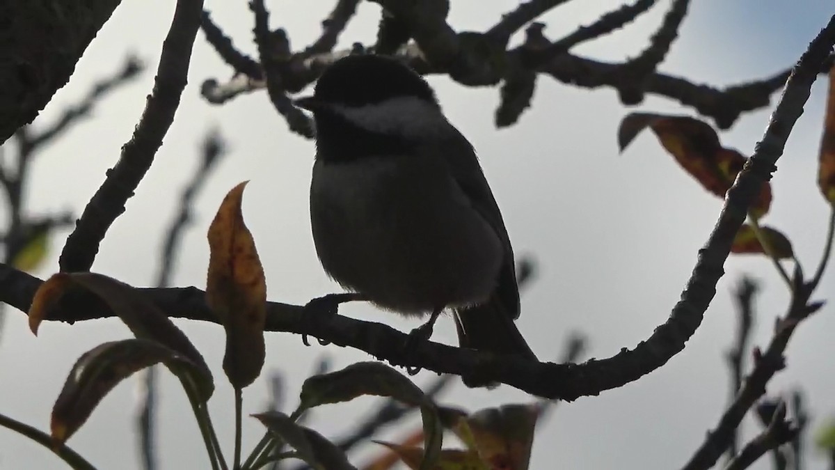 kastanjemeis - ML644788391