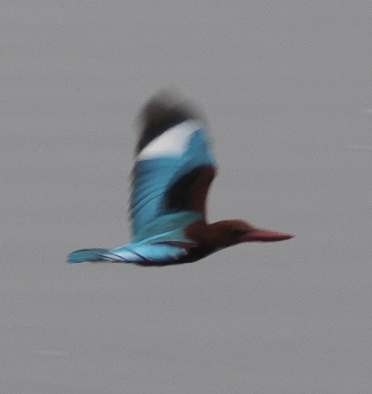 White-throated Kingfisher - ML644788394