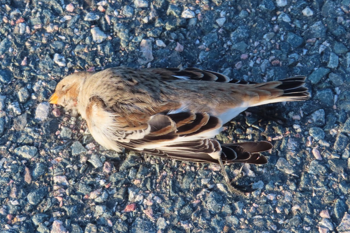 Пуночка снігова - ML644788400