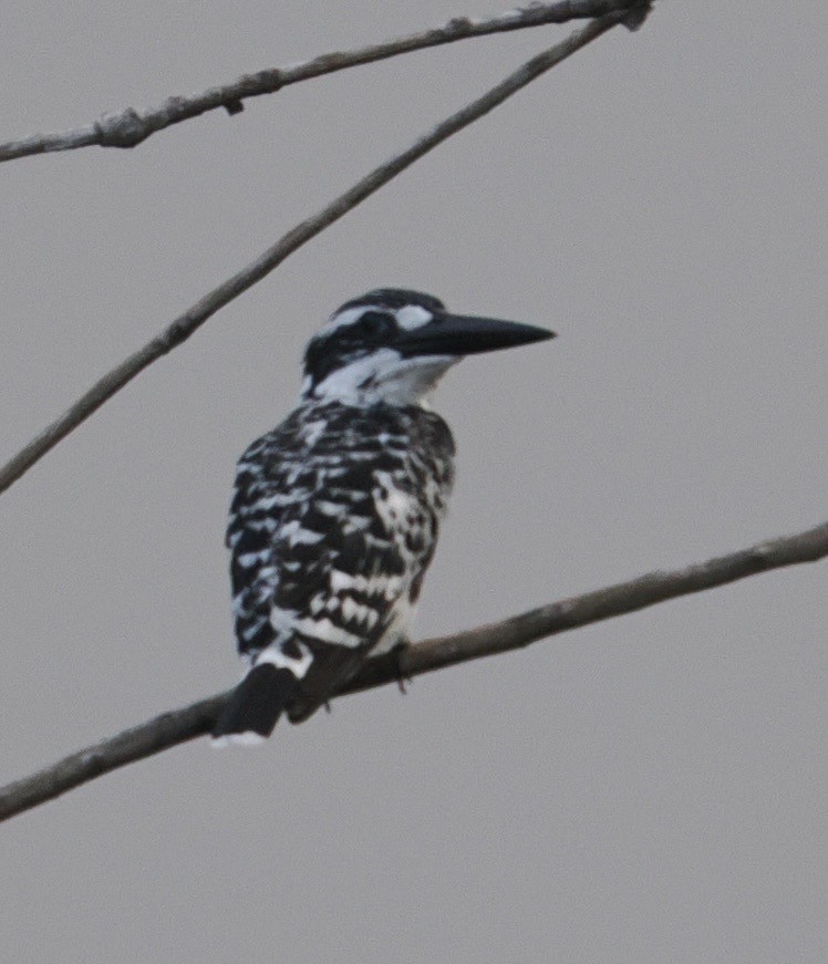 Pied Kingfisher - ML644788401