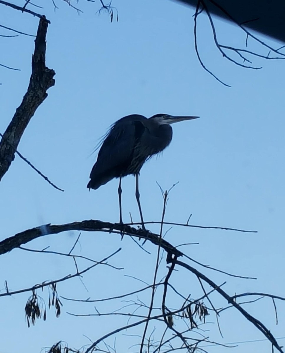 Чапля північна - ML644788409