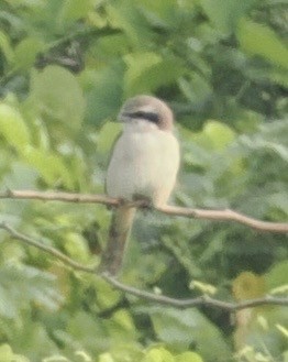 Brown Shrike - ML644788410