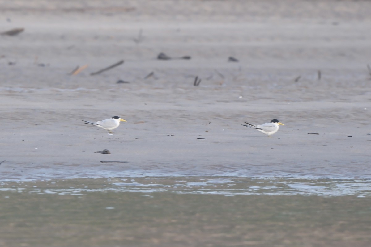 amazondvergterne - ML644788413