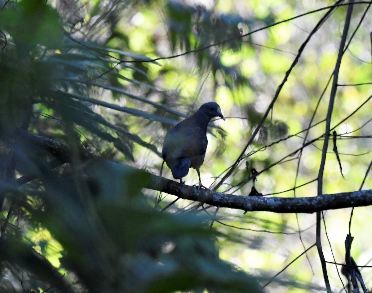 White-fronted Quail-Dove - ML644788415