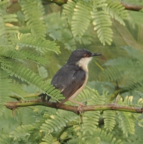 Ashy Prinia - ML644788417
