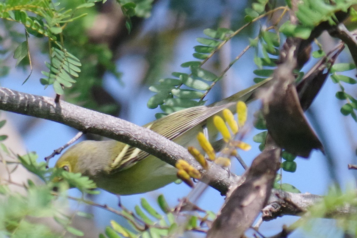 Weißaugenvireo - ML644788424