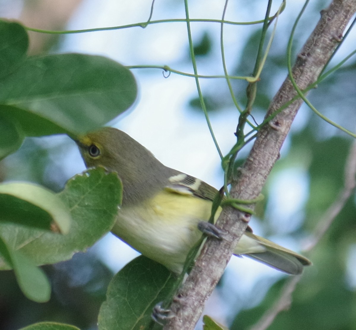 Weißaugenvireo - ML644788425