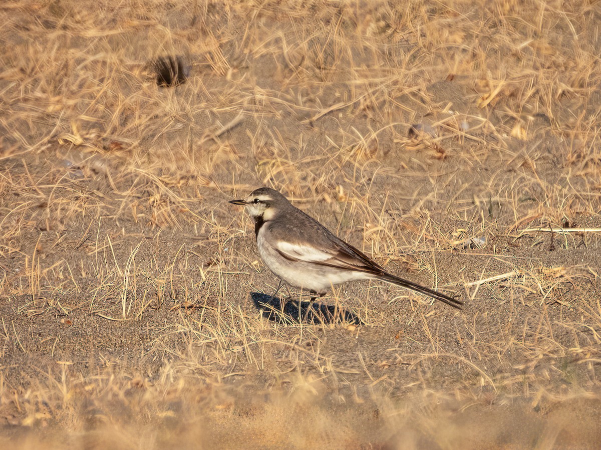 White Wagtail - ML644788429