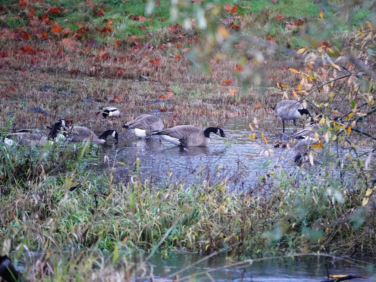 Canada Goose - ML644788430