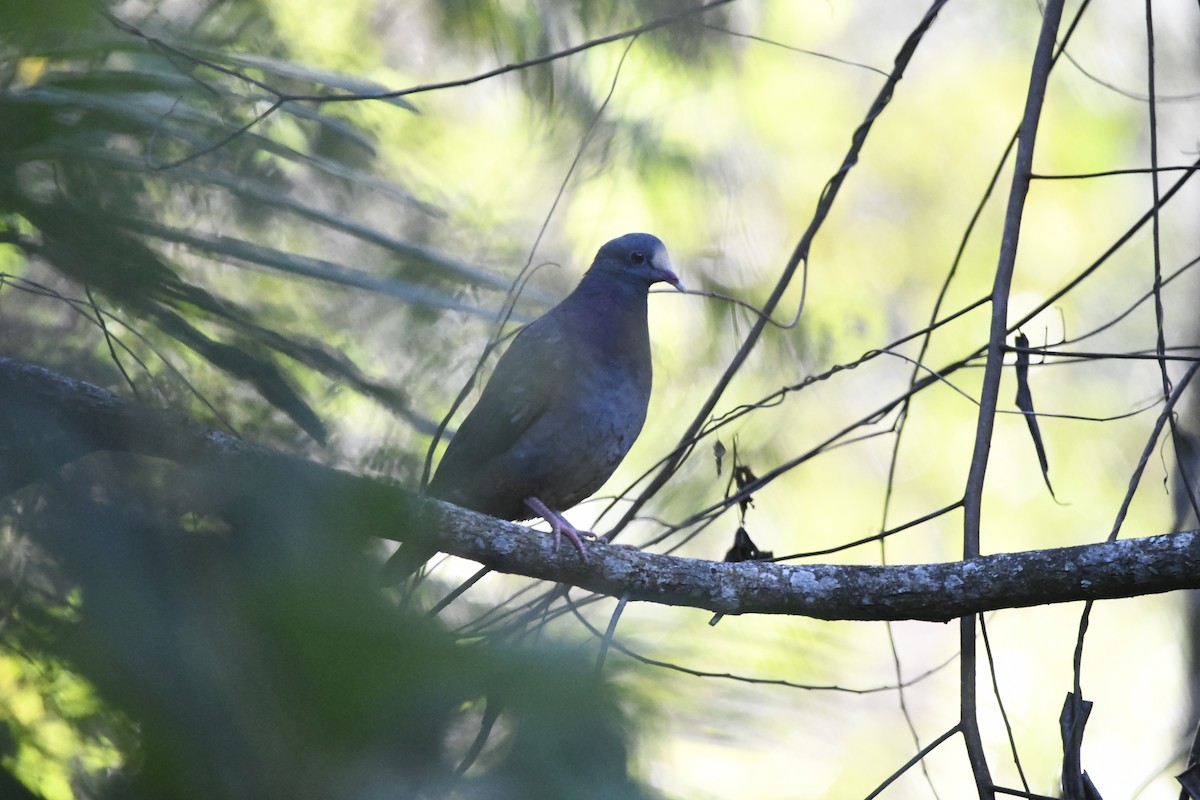 White-fronted Quail-Dove - ML644788444