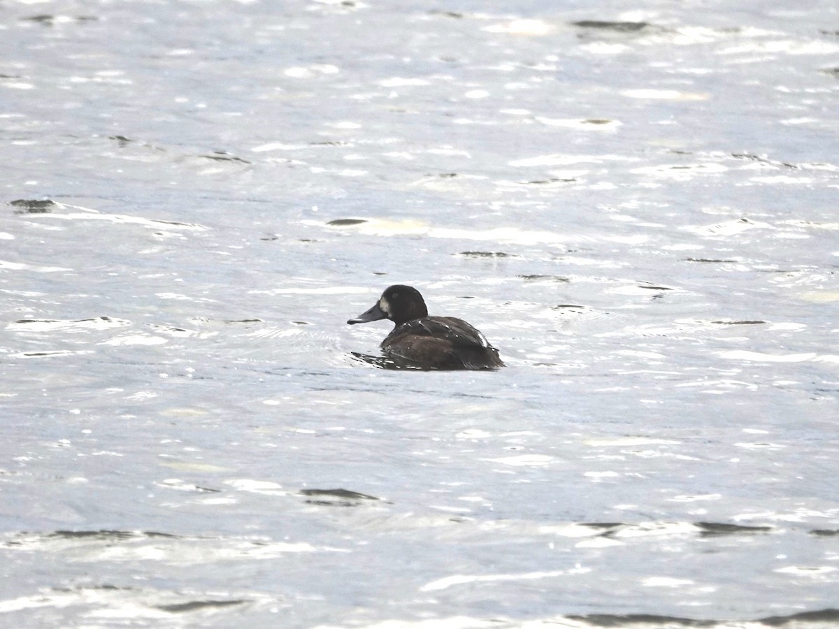 Greater Scaup - ML644788445