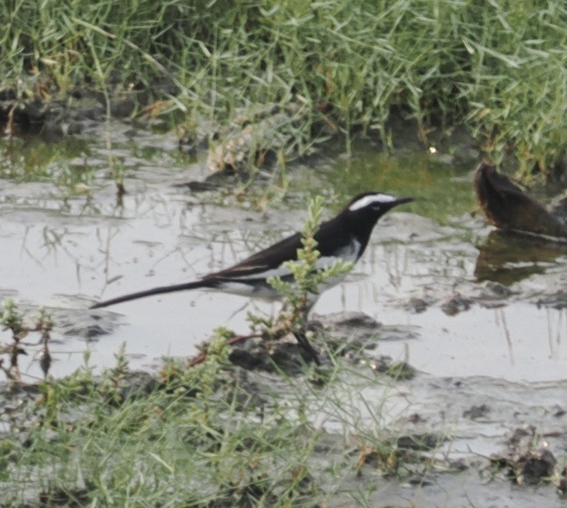 skjæreerle - ML644788446