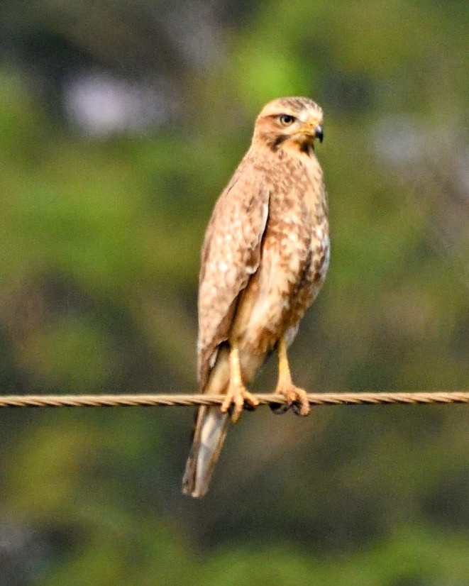 White-eyed Buzzard - ML644788447