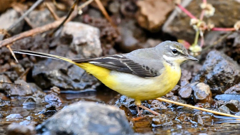 Gray Wagtail - ML644788455