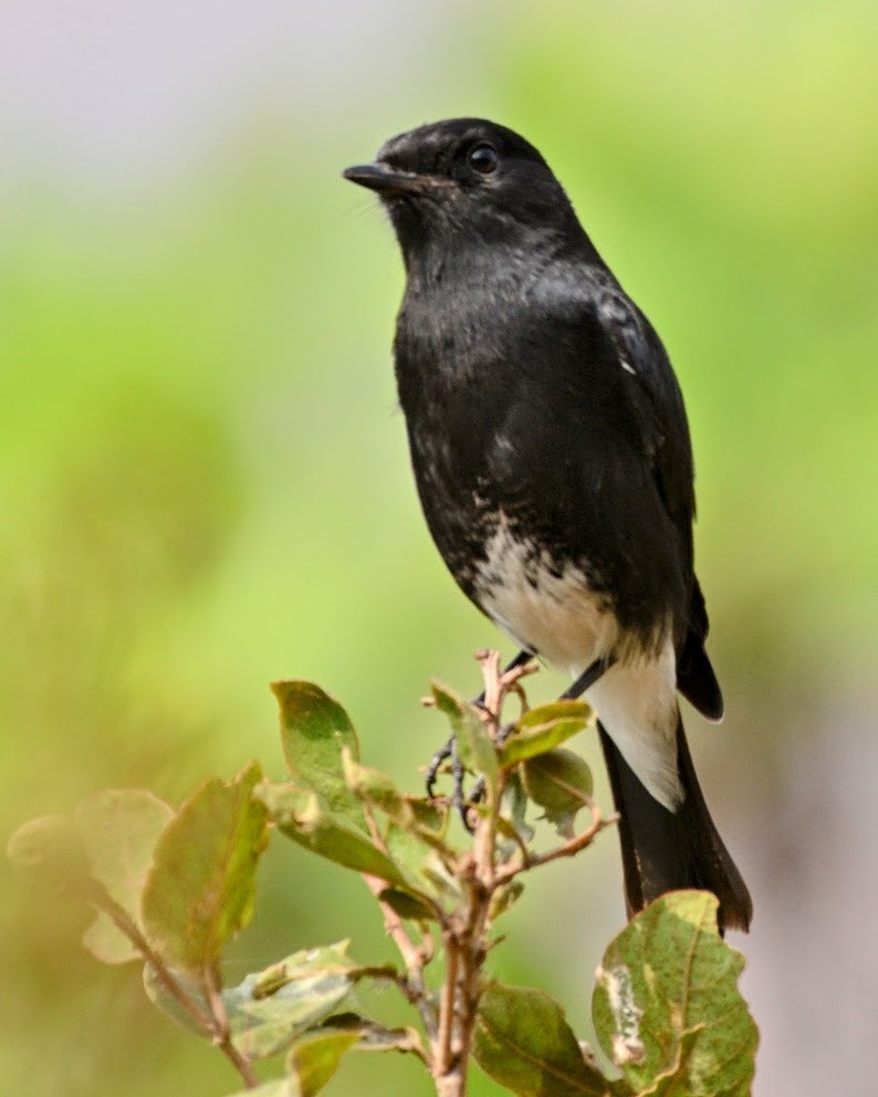 Pied Bushchat - ML644788456