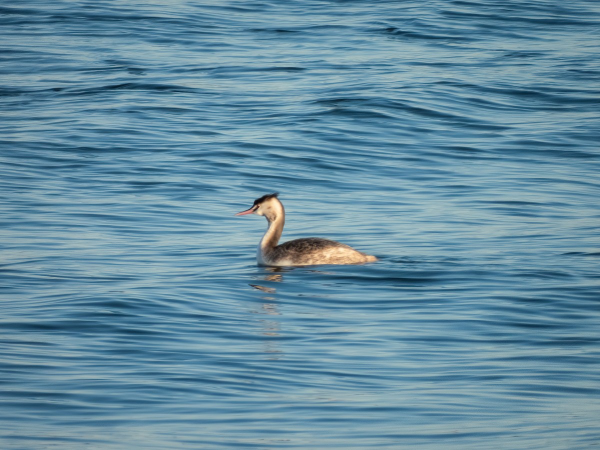 Great Crested Grebe - ML644788459