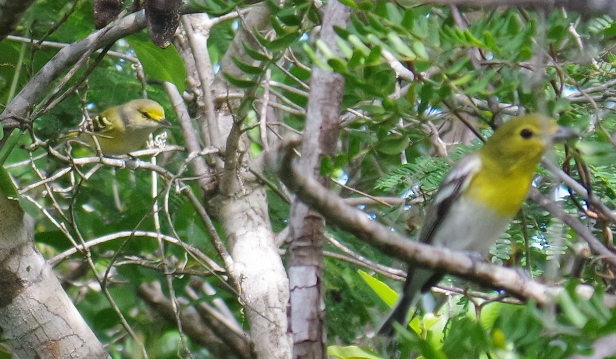 Weißaugenvireo - ML644788461