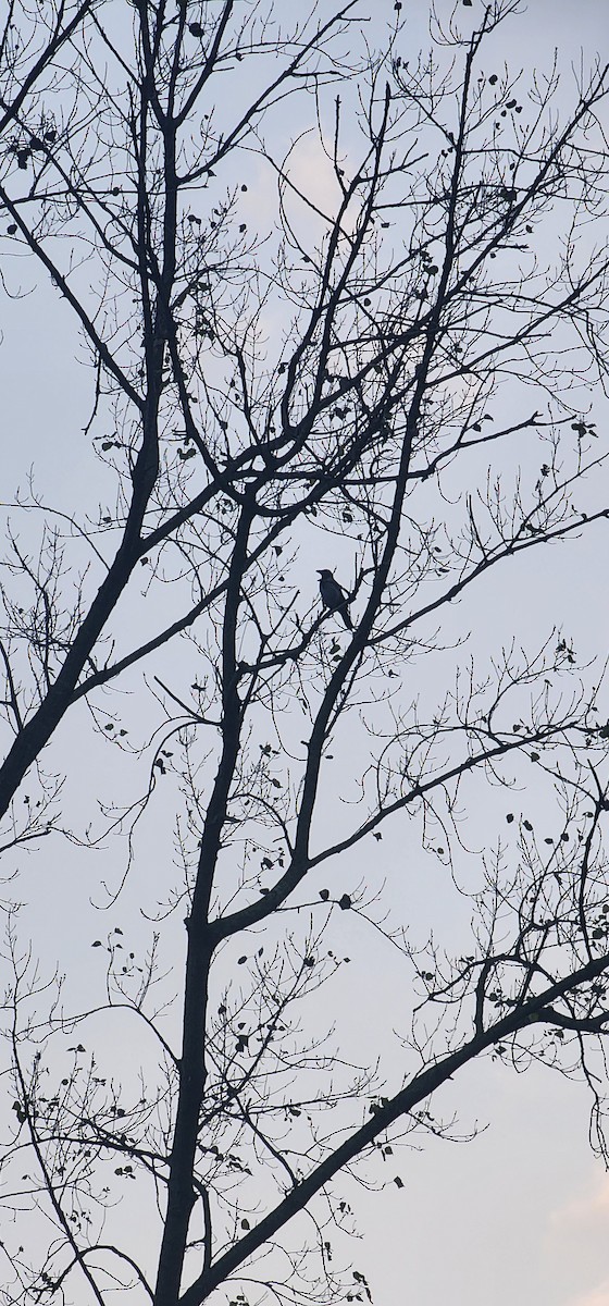 Leş Kargası - ML644788475