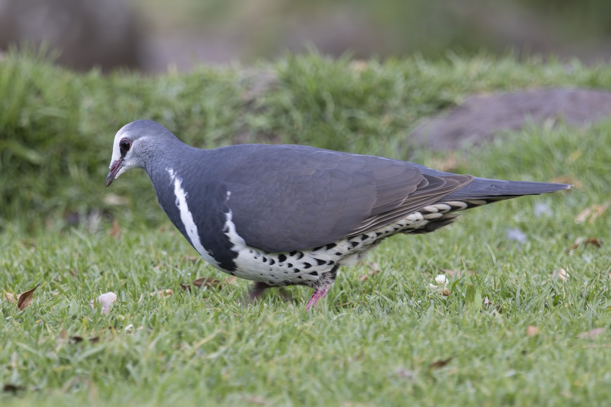 Wonga Pigeon - ML644788481