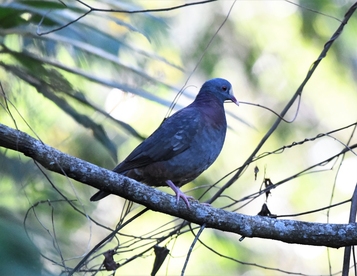 White-fronted Quail-Dove - ML644788489