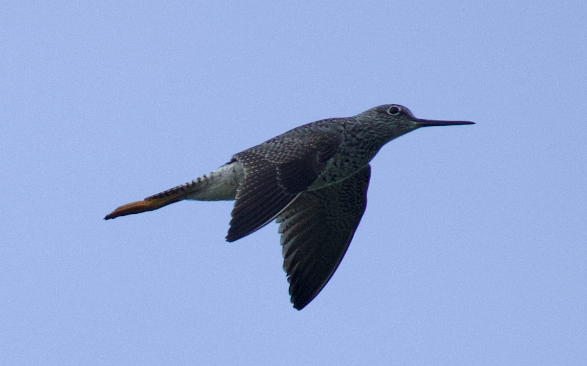 plystresnipe - ML644788494