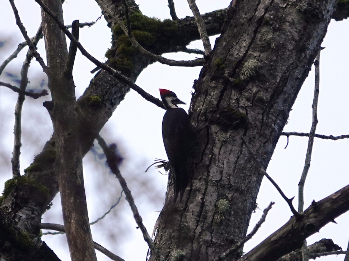 Жовна північна - ML644788495