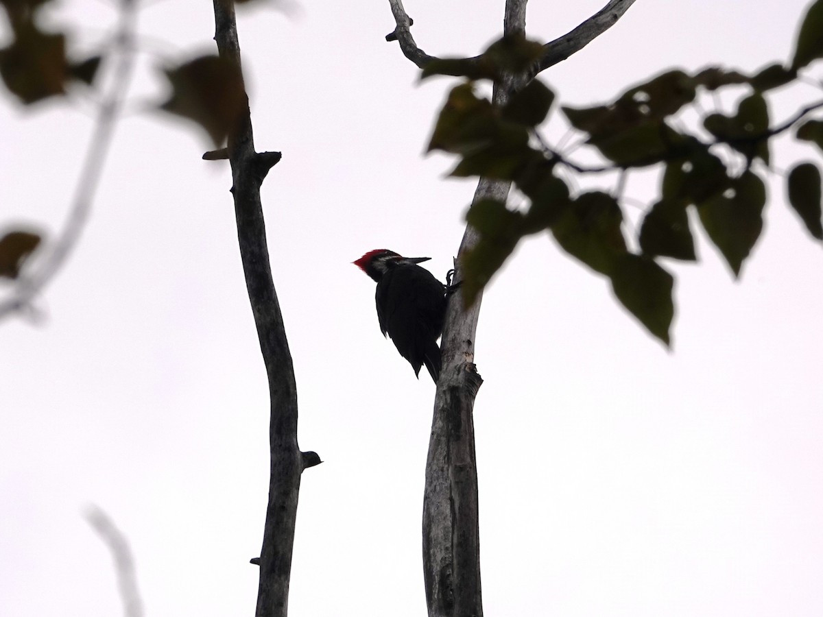 Жовна північна - ML644788496