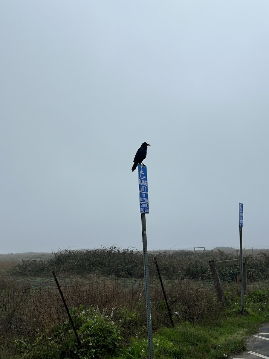 Erroi handia - ML644788508