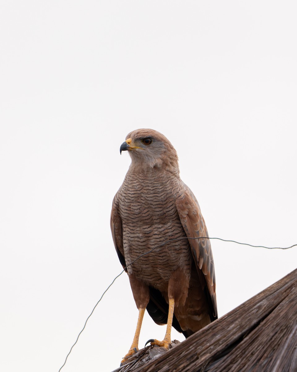 Otlak Şahini - ML644788510