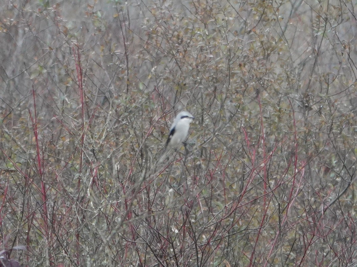 オオモズ - ML644788513