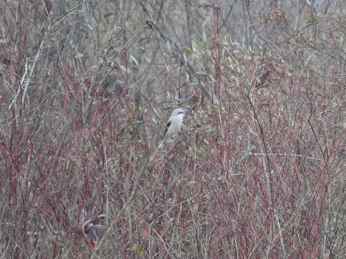 オオモズ - ML644788514